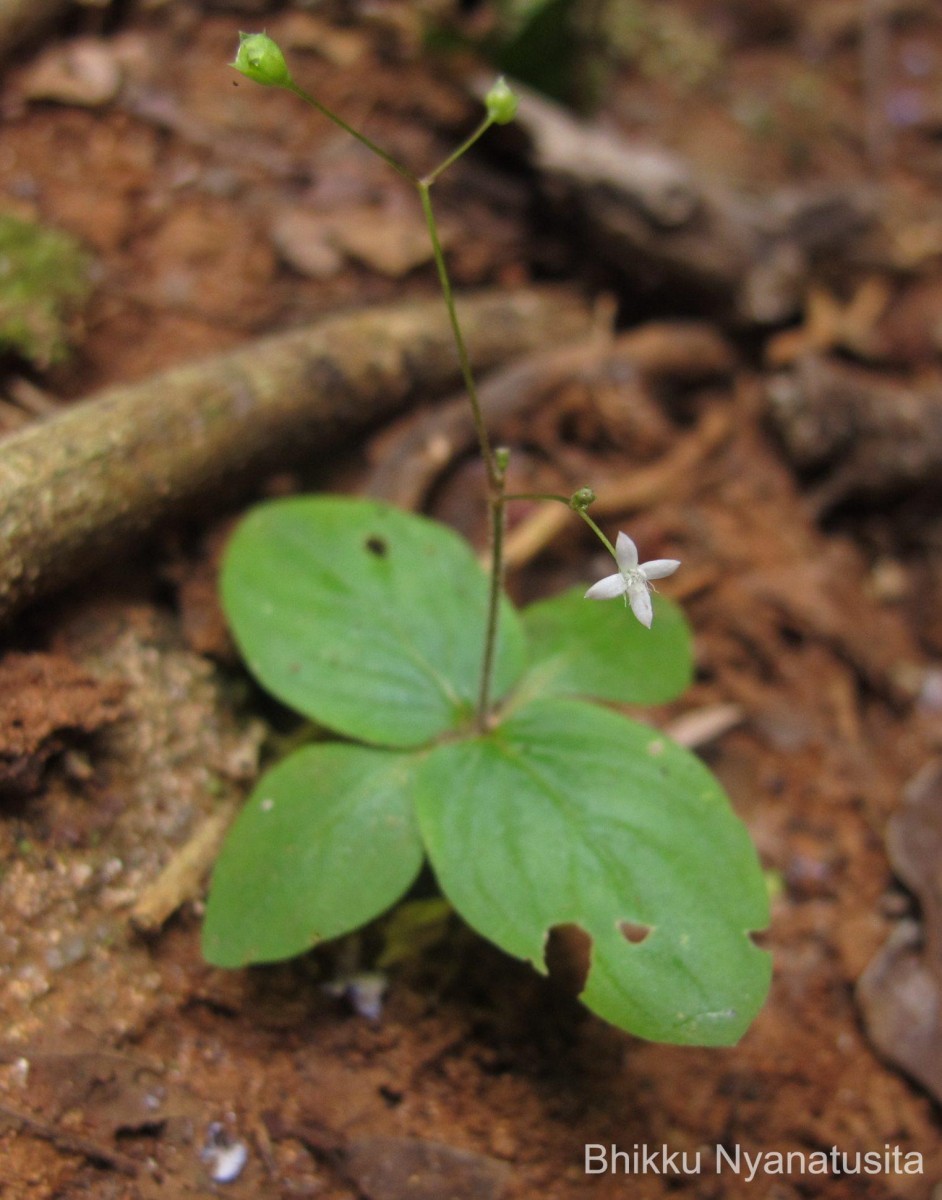 Debia ovatifolia (Cav.) Neupane & N.Wikstr.